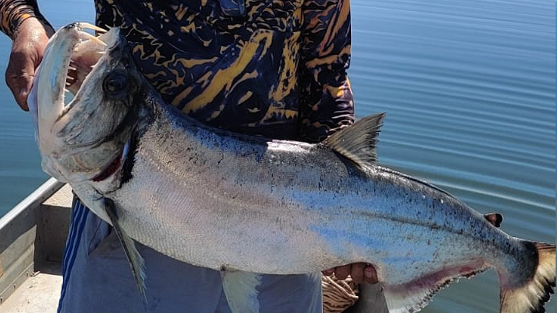 O último campeonato de bocha de Claudião