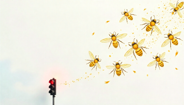 O Ditchan, a Batchan e o zumbido do mundo