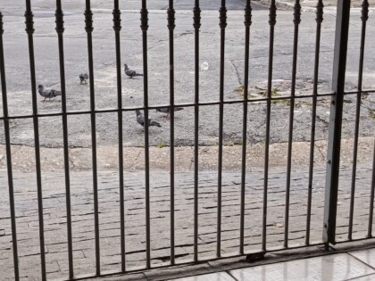 o medo, às vezes, tem mais vírus que qualquer pombo.