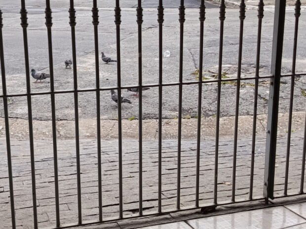 o medo, às vezes, tem mais vírus que qualquer pombo.